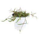 buy ceropegia linearis string of needles live houseplant 4'' pot online, delicate trailing semi-succulent with narrow pointed green needles cascading gracefully, slow grower with elegant vining form, low maintenance care routine, beautiful hanging plant for indoor spaces, rare and charming gift for plant collectors