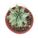 Polaskia Chichipe Cactus