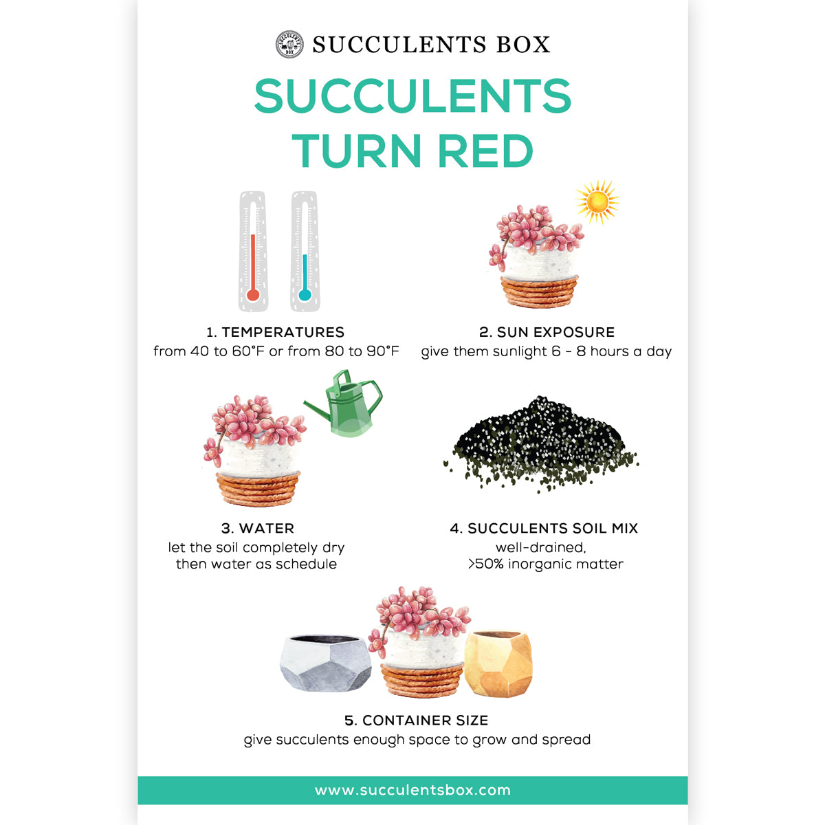 Succulents turn red card for sale, How to make succulents turn red, Succulent care card
