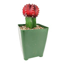 Gymnocalycium mihanovichii - Grafted Moon Cactus (Red)