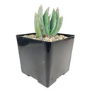 4 inch aloe peglerae live succulent for sale, compact stemless rosette with blue-grey glaucous leaf texture, produces dull red tubular winter flowers on single spike, slow grower with long lifespan and heirloom character, ideal for sunny windowsill or well-lit indoor display, striking and rare botanical gift for plant collectors and succulent enthusiasts