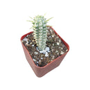 Euphorbia mammillaris f. variegata - Indian Corn Cob