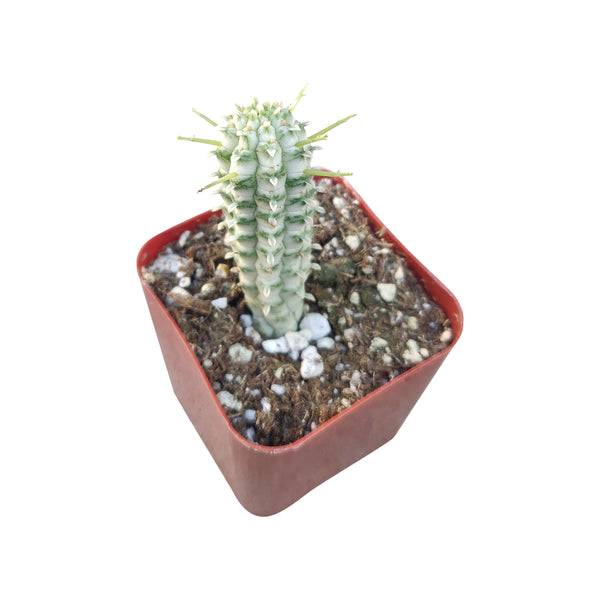 euphorbia mammillaris f variegata Euphorbia Mamillaris Variegated (Corn Cob Cactus) | Buy Online