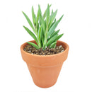 String of Fishhooks, Fishhooks Senecio, String of Fishhooks succulent, String of Fishhooks care, String of Fishhooks grow rate, trailing succulents, String of Fishhooks near me