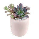 succulent gifts online, succulent flower arrangement delivery, teacher appreciation gifts succulent, succulent flower arrangement, unique diy memorial gifts, Plant Gifts for Men, Happy Father's Day Gift, Succulent Gift for Men, Thank You Gift Dad, Appreciation Gift for Dad