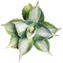 buy variegated butterfly agave live succulent 3.5 inch online, blue-green and creamy yellow variegated rosette foliage, compact architectural form with slow steady long-lived growth, sharp terminal and marginal spines throughout leaf structure, thrives in full sun with very low water requirements, striking sculptural accent for desert, boho or modern minimalist decor, a rare and highly sought-after collector succulent gift