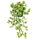 buy pothos n'joy live houseplant 8" pot online, full and flourishing trailing vine in a nursery pot with cascading white and bright green variegated heart-shaped leaves, slow-growing air-purifying tropical vine, drought-tolerant and low maintenance, a dramatic bohemian showpiece and a memorable plant gift