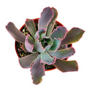 Echeveria Purple Dance - Echeveria Neon Breakers