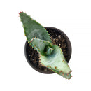 4 inch mountain aloe live succulent for sale, dense spiny rosette of thick grey-green leaves with sharp pointed tips, bold solitary stem form that matures into a striking specimen over decades, low maintenance and drought hardy in plastic pot, a timeless and unique succulent gift for collectors and beginners alike