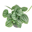 6" pot peperomia 'frost' live houseplant for sale, full plant view in nursery pot showing dense silver-frosted foliage with prominent dark green veins and rippled heart-shaped leaves, compact slow-growing tropical plant native to south america, non-toxic to cats dogs and humans, air-purifying properties make it ideal for home and office environments, an exceptional and enduring gift for any plant lover