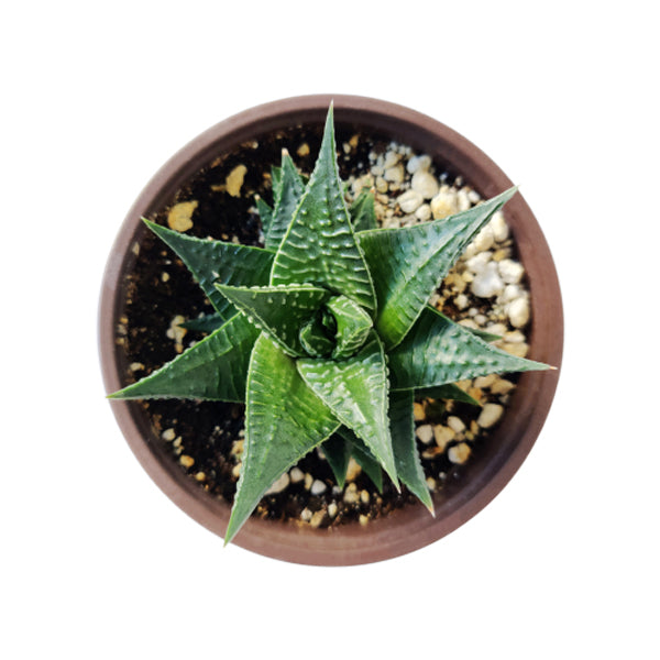 fairy aloe vera Haworthia Limifolia Fairy Washboard Succulent with Care Guide