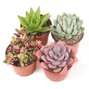 Succulent Plant Gift Ideas For Valentine's Day, Best Valentine Gifts 2024, Unique DIY Valentine's Day Gifts For That Special Someone, Rosette shaped succulent assorted pack, Succulent assorted pack perfect for weddings, Purple and pink succulent pack for wedding plan