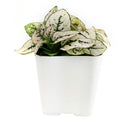 white hypoestes polka dot plant, hypoestes splash white, white splash select polka dot plant, polka dot plant green and white, white splash polka dot plant