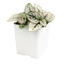 white hypoestes polka dot plant, hypoestes splash white, white splash select polka dot plant, polka dot plant green and white, white splash polka dot plant