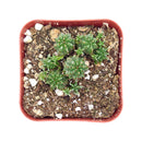 Euphorbia Monstrose Cactus - Euphorbia submammillaris