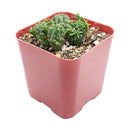 Euphorbia Monstrose Cactus - Euphorbia submammillaris