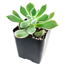 Echeveria Doris Taylor Succulent - Woolly Rose