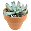 Echeveria runyonii Topsy Turvy