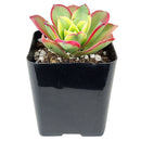 Aeonium Kiwi Haworthii