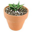Buy an 8-pack of 4" live plants online. Choose eight plants of your choice to create a lush and diverse collection in 4" pots. Perfect for filling larger spaces, decorating your home or office, and growing your plant collection.