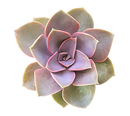 2 inch Succulent Randomly Picked