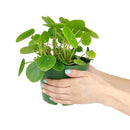 buy Pilea Peperomioides 'Chinese Money' live houseplant 6" black eco pot online, full canopy of round waxy deep green leaves on woody upright stem, sculptural architectural profile, easy-care propagates freely, pet-friendly non-toxic safe for all households, contemporary indoor plant decor centerpiece, a cherished prosperity and good luck gift