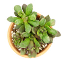 Anacampseros Telephiastrum f. Variegatum