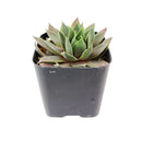 2 inch sempervivum pink flamingo live succulent for sale, deep jewel-toned rosette shifting from pink to dark purple through seasons, tall pointed leaves with velvet texture and notable watermarks, clustering and spreading growth habit, extremely drought tolerant and easy care, stunning bohemian or minimalist decor piece for windowsills or balconies, a long-lived heirloom succulent gift for plant enthusiasts