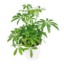 buy schefflera arboricola 'umbrella' live houseplant 6" pot online, richly textured glossy green leaflets in layered umbrella clusters, compact tropical evergreen with fast growth and easy pruning, adaptable to various indoor light conditions, air purifying and long-lived heirloom-quality houseplant, lush tropical accent for reading nooks or bright hallways, a meaningful and lasting gift for any occasion