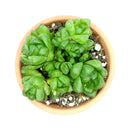 Haworthia Cymbiformis Var. Obtusa
