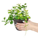 buy 6 inch hoya australis lisa live houseplant 6" grower pot online, lush vining plant with glossy variegated foliage in lime green yellow and cream tones, fragrant white star-shaped flower clusters when mature, easy care trailing semi-succulent perfect for bright indirect light, rare variegated hoya gift for collectors and plant lovers