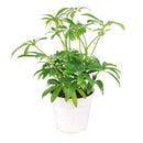 buy schefflera arboricola 'umbrella' live houseplant 6" pot online, richly textured glossy green leaflets in layered umbrella clusters, compact tropical evergreen with fast growth and easy pruning, adaptable to various indoor light conditions, air purifying and long-lived heirloom-quality houseplant, lush tropical accent for reading nooks or bright hallways, a meaningful and lasting gift for any occasion