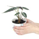 buy alocasia amazonica bambino live plant 4" pot online, petite jewel alocasia with vivid dark green arrow leaves and creamy white venation, purple underside detail, narrow upright grower under 18 inches, high humidity loving tropical aroid, a bold and exotic focal point for any indoor plant collection, the perfect gift for a dedicated plant parent