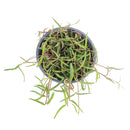 buy ceropegia linearis string of needles live houseplant 4'' pot online, delicate trailing semi-succulent with narrow pointed green needles cascading gracefully, slow grower with elegant vining form, low maintenance care routine, beautiful hanging plant for indoor spaces, rare and charming gift for plant collectors