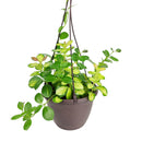 buy 6 inch hoya australis lisa live houseplant 6" grower pot online, lush vining plant with glossy variegated foliage in lime green yellow and cream tones, fragrant white star-shaped flower clusters when mature, easy care trailing semi-succulent perfect for bright indirect light, rare variegated hoya gift for collectors and plant lovers