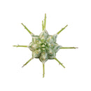 Euphorbia mammillaris f. variegata - Indian Corn Cob