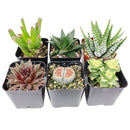 Pack of 6 Indoor Succulent Plants in individual plastic pots are arranged in two rows of three on a light-colored wooden table