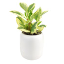 buy peperomia obtusifolia variegata live houseplant 4" pot online, vibrant variegated tropical foliage with glossy rounded leaves in cream and deep green, compact grower pot form, thrives in indirect light with minimal watering, suits a windowsill terrarium or desk arrangement, a charming and pet-safe plant gift for any occasion