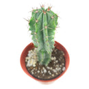 Polaskia Chichipe Cactus