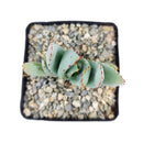 4 inch aloe peglerae live succulent for sale, compact stemless rosette with blue-grey glaucous leaf texture, produces dull red tubular winter flowers on single spike, slow grower with long lifespan and heirloom character, ideal for sunny windowsill or well-lit indoor display, striking and rare botanical gift for plant collectors and succulent enthusiasts