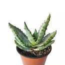 4 inch mountain aloe live succulent for sale, dense spiny rosette of thick grey-green leaves with sharp pointed tips, bold solitary stem form that matures into a striking specimen over decades, low maintenance and drought hardy in plastic pot, a timeless and unique succulent gift for collectors and beginners alike