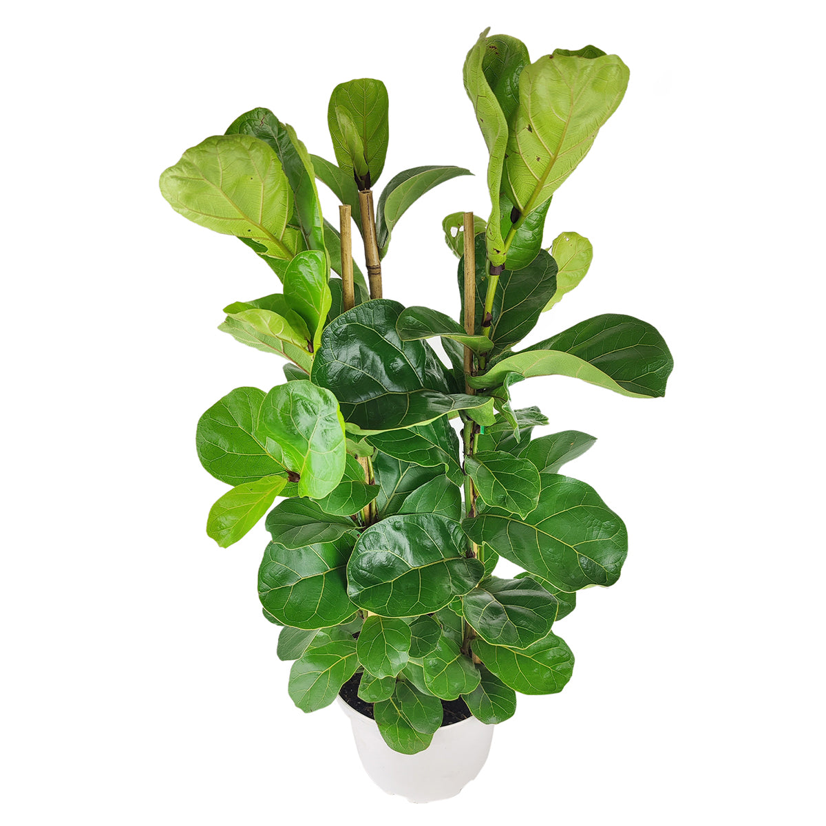 Ficus Lyrata, Fiddle Leaf Fig, large green foliage houseplant, big houseplant, easy to care for plant for homes and offices