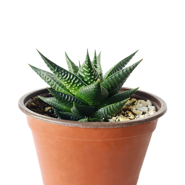 fairy washboard succulent Haworthia Limifolia Fairy Washboard Succulent with Care Guide