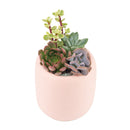 valentine's day succulent gifts, send succulent arrangement, mini succulent gifts, mother's day succulent arrangement, succulent plant arrangement ideas, unique diy gifts, valentines succulent arrangement, small succulent arrangement ideas, holiday succulent gifts, succulent themed gifts, succulent pot arrangement, succulent christmas gifts, Plant Gifts for Men, Happy Father's Day Gift, Succulent Gift for Men, Thank You Gift Dad, Appreciation Gift for Dad