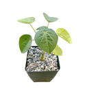 buy adenia volkensii live succulent 4 inch online, rare passifloraceae family caudex plant with twisted woody trunk, smooth pale stems and alternating dissected foliage, slow-growing perennial with medicinal heritage, bright-light lover with minimal watering routine, bold architectural floor plant for collectors, one-of-a-kind exotic gift for serious succulent enthusiasts