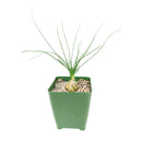 succulent care, succulents store in CA, succulents garden, succulent plant, monthly succulents, Albuca Augrabies Hills, succulent in California, How to grow Albuca
