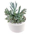 succulent themed gifts, succulent pot arrangement, succulent christmas gifts, cactus succulent arrangement, live succulent arrangement, succulent garden gifts, colorful succulent arrangement, succulent gifts, succulent arrangement ideas, succulent arrangement, how to make a succulent arrangement, succulent arrangement delivery, Father's Day Gift Box Ideas, Plant Dad Gifts, Gifts for Dad, Father's Day Gifts Delivery 2022