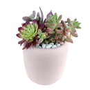 succulent gifts online, succulent flower arrangement delivery, teacher appreciation gifts succulent, succulent flower arrangement, unique diy memorial gifts, Plant Gifts for Men, Happy Father's Day Gift, Succulent Gift for Men, Thank You Gift Dad, Appreciation Gift for Dad