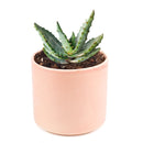 4 inch mountain aloe live succulent for sale, dense spiny rosette of thick grey-green leaves with sharp pointed tips, bold solitary stem form that matures into a striking specimen over decades, low maintenance and drought hardy in plastic pot, a timeless and unique succulent gift for collectors and beginners alike