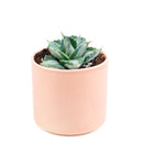 buy variegated butterfly agave live succulent 3.5 inch online, blue-green and creamy yellow variegated rosette foliage, compact architectural form with slow steady long-lived growth, sharp terminal and marginal spines throughout leaf structure, thrives in full sun with very low water requirements, striking sculptural accent for desert, boho or modern minimalist decor, a rare and highly sought-after collector succulent gift